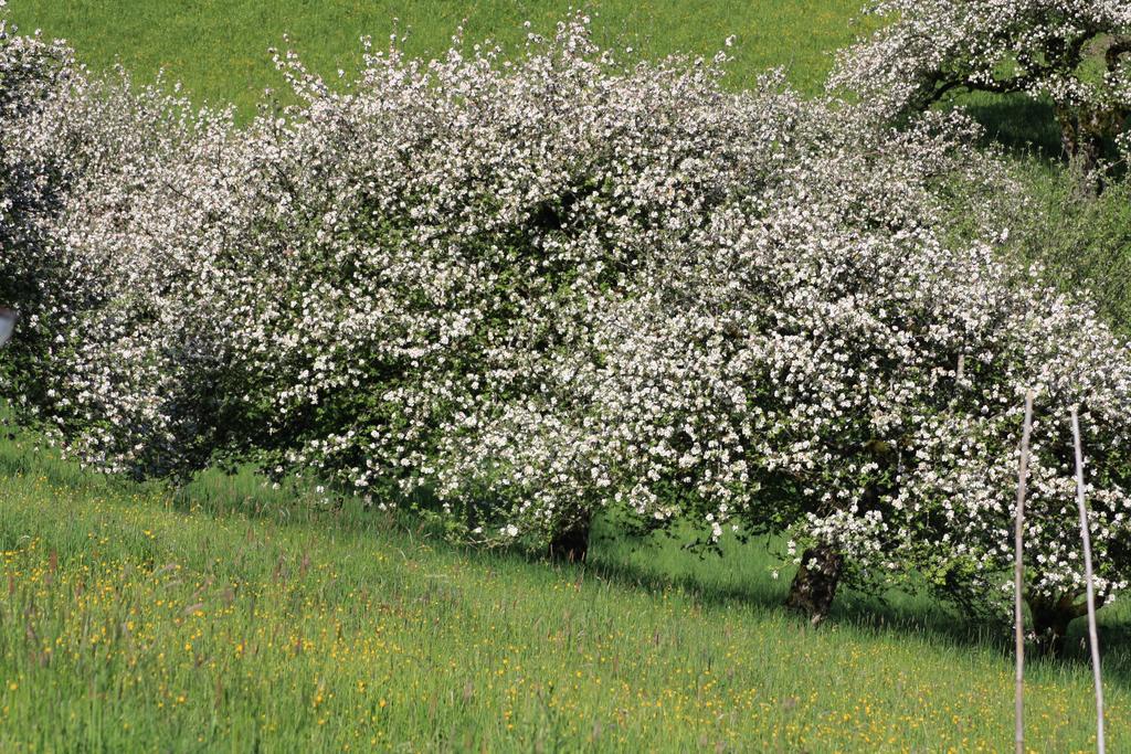 Albergo Diffuso Faller Exterior foto