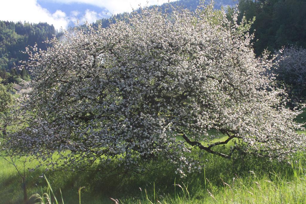 Albergo Diffuso Faller Exterior foto